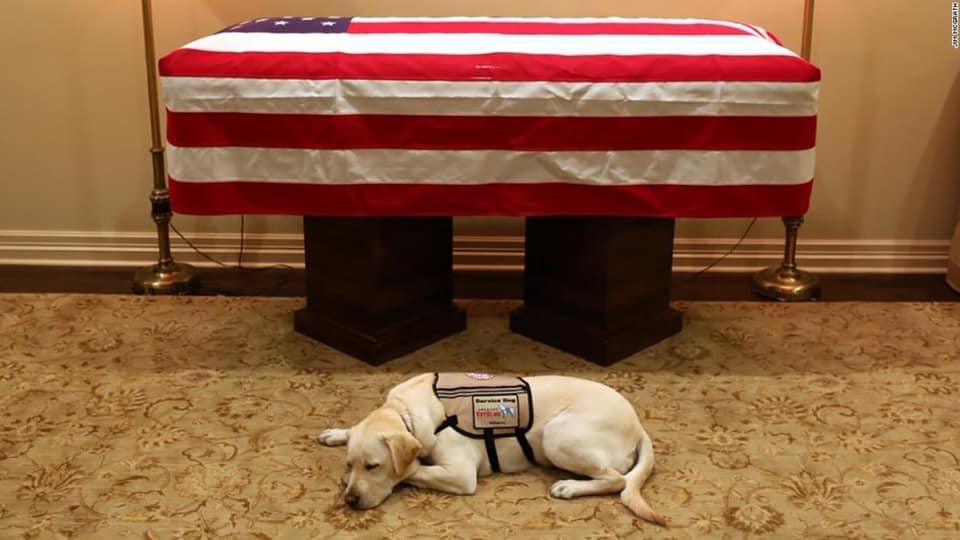 Sully the service dog